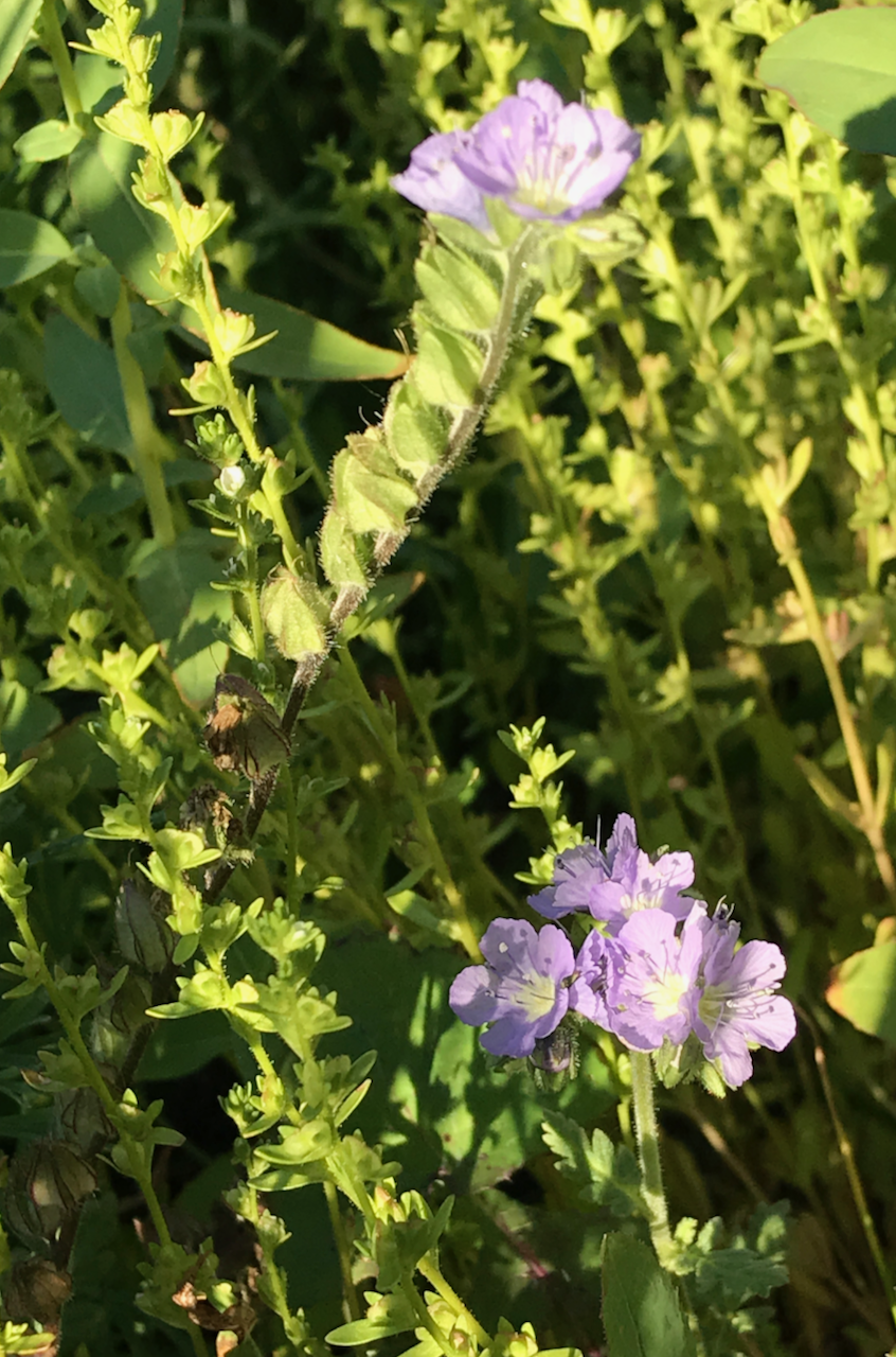 unknown flower