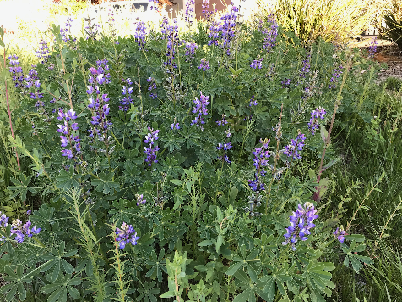 April 2019 lupine blooming
