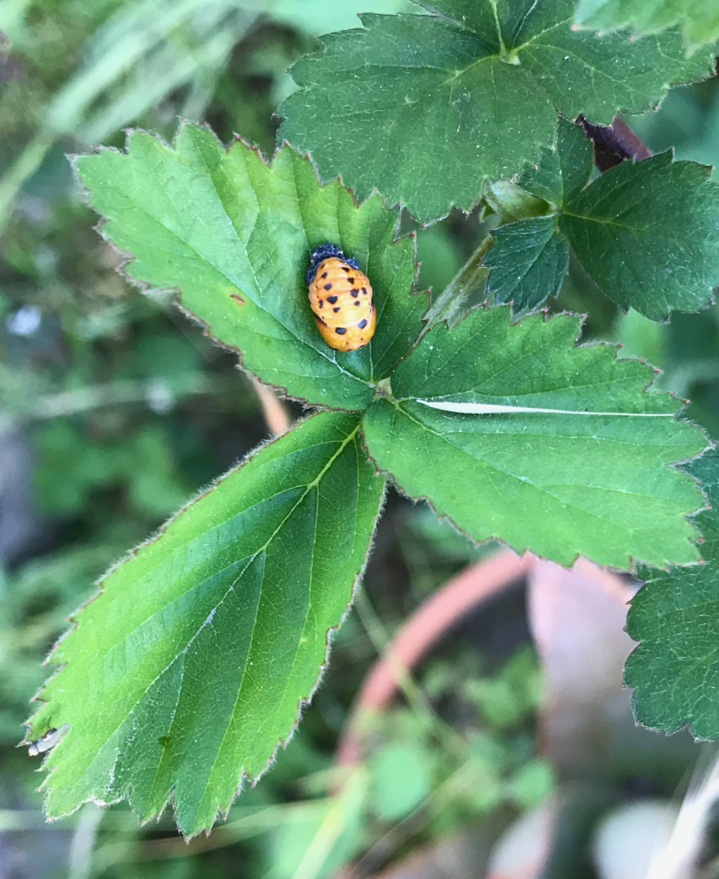ladybug