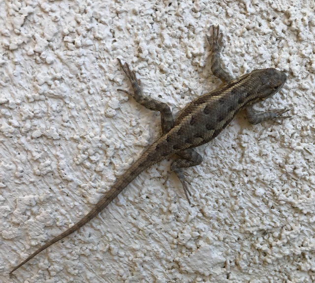 lizard