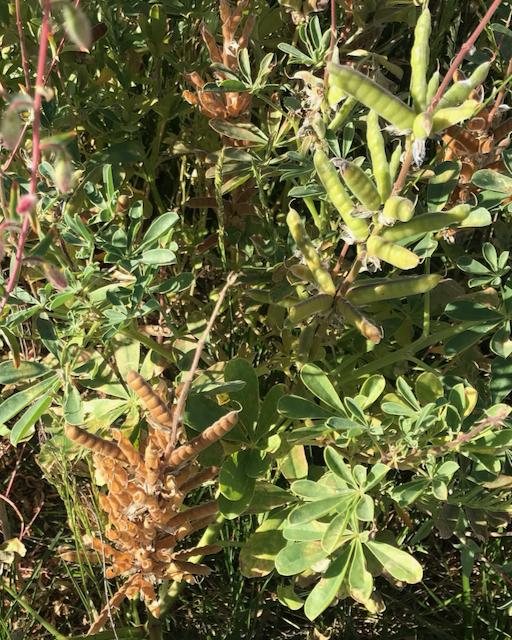 Fig. 1. Lupine pods