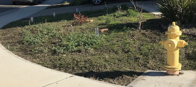 Fig2. Replacing lawn to native plants.