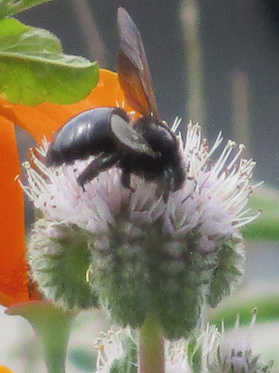 blackbee