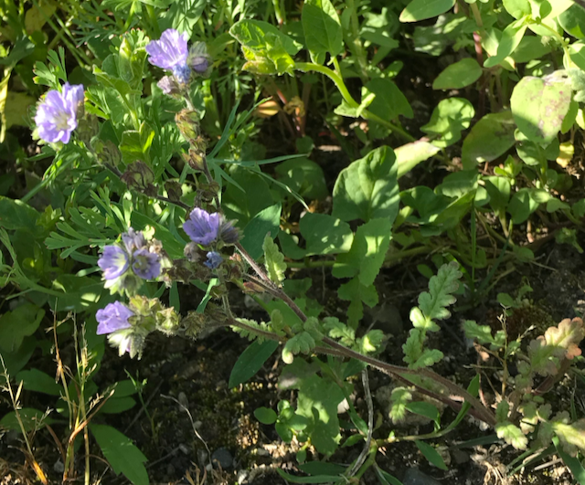 Phacelia ciliata