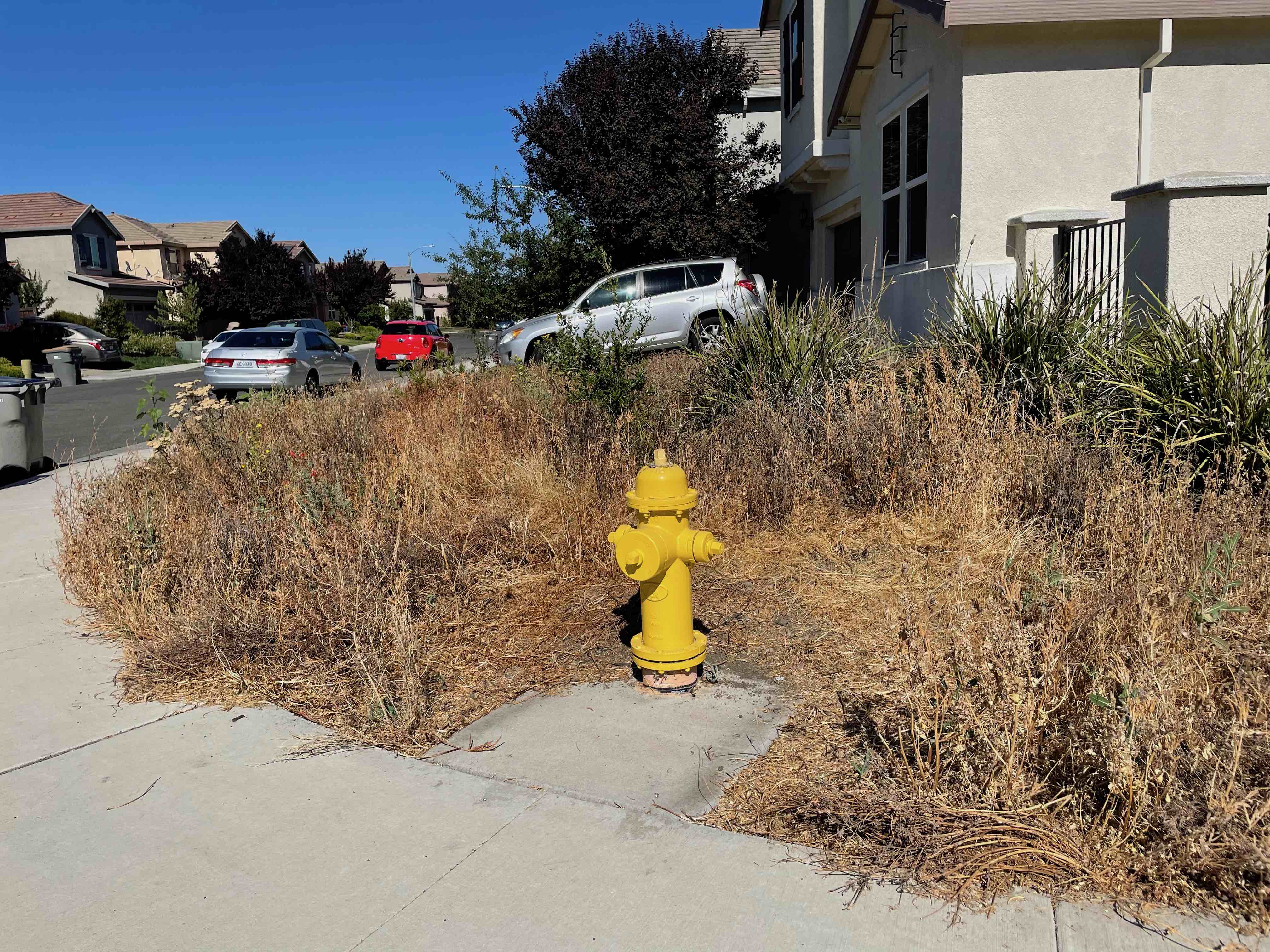 June 2021 frontyard