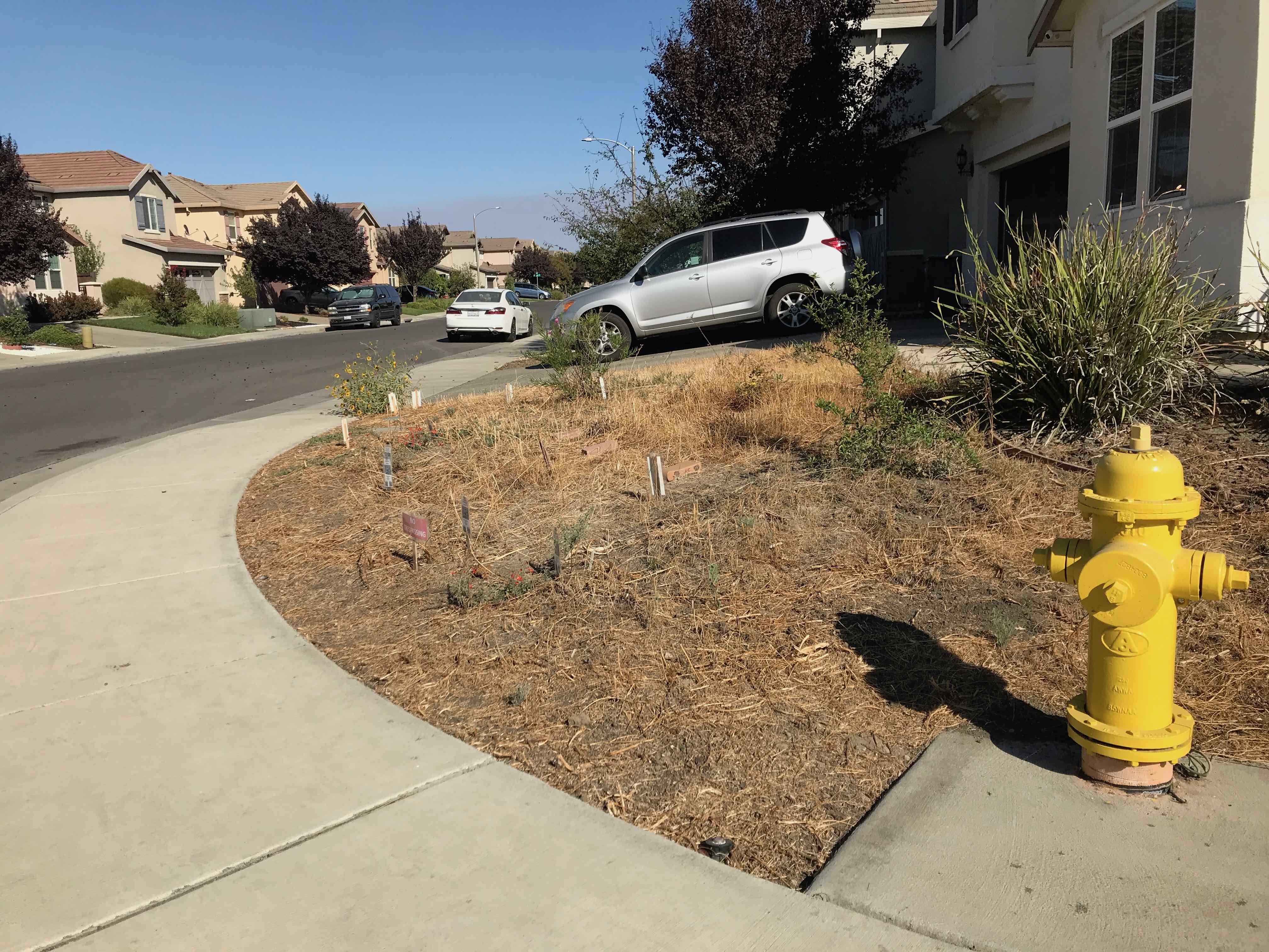 Sep 2020 frontyard