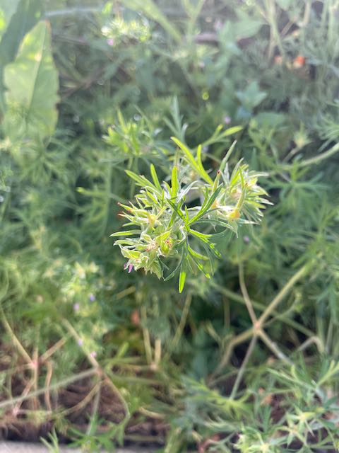 Cutleaf_Geranium_F10