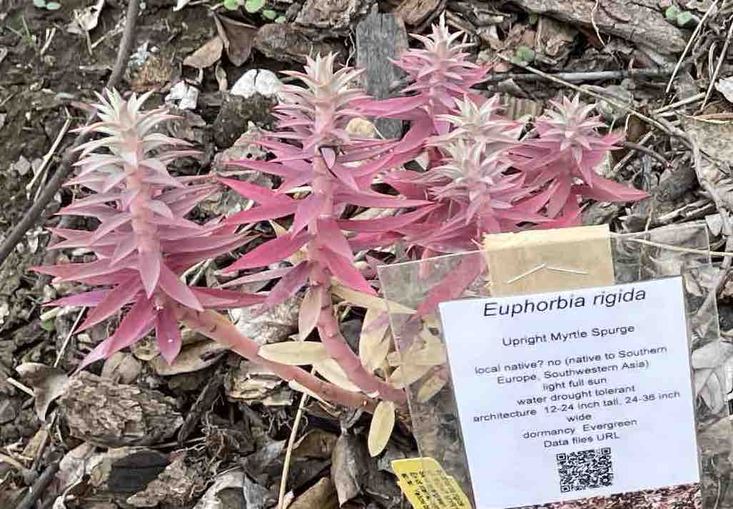 Euphorbia_rigida_F5